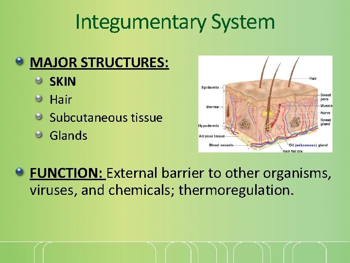 Integumentary System MAJOR STRUCTURES: SKIN Hair Subcutaneous tissue Glands FUNCTION: External barrier to other