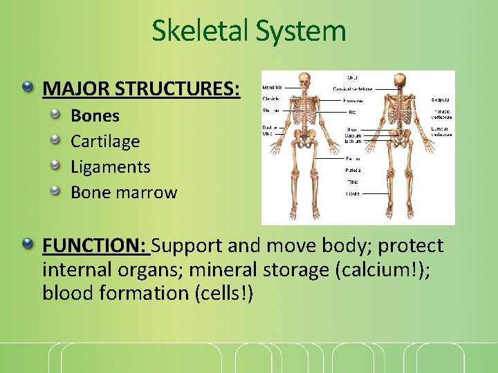 Skeletal System MAJOR STRUCTURES: Bones Cartilage Ligaments Bone marrow FUNCTION: Support and move body;