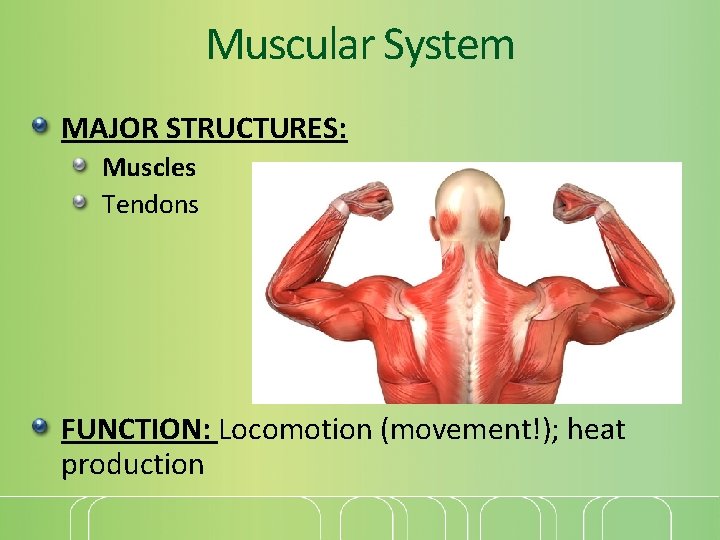 Muscular System MAJOR STRUCTURES: Muscles Tendons FUNCTION: Locomotion (movement!); heat production 