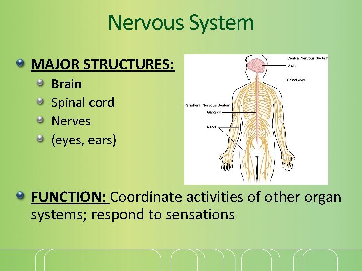 Nervous System MAJOR STRUCTURES: Brain Spinal cord Nerves (eyes, ears) FUNCTION: Coordinate activities of