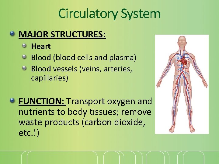 Circulatory System MAJOR STRUCTURES: Heart Blood (blood cells and plasma) Blood vessels (veins, arteries,