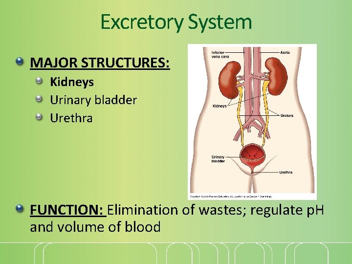 Excretory System MAJOR STRUCTURES: Kidneys Urinary bladder Urethra FUNCTION: Elimination of wastes; regulate p.