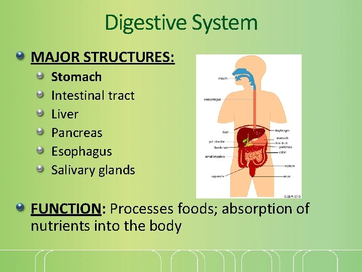 Digestive System MAJOR STRUCTURES: Stomach Intestinal tract Liver Pancreas Esophagus Salivary glands FUNCTION: Processes