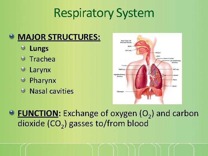 Respiratory System MAJOR STRUCTURES: Lungs Trachea Larynx Pharynx Nasal cavities FUNCTION: Exchange of oxygen