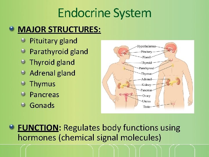 Endocrine System MAJOR STRUCTURES: Pituitary gland Parathyroid gland Thyroid gland Adrenal gland Thymus Pancreas