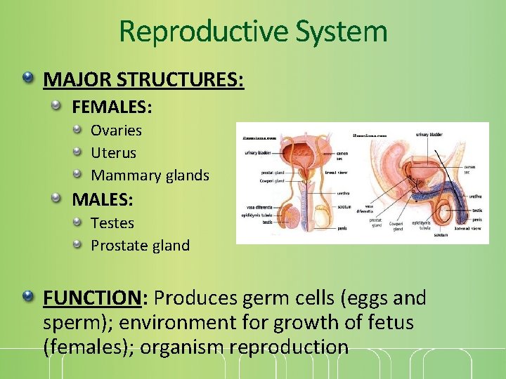 Reproductive System MAJOR STRUCTURES: FEMALES: Ovaries Uterus Mammary glands MALES: Testes Prostate gland FUNCTION: