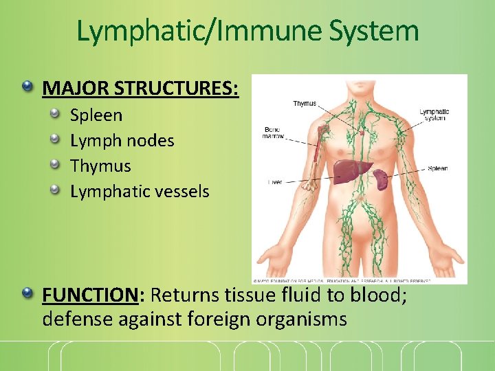 Lymphatic/Immune System MAJOR STRUCTURES: Spleen Lymph nodes Thymus Lymphatic vessels FUNCTION: Returns tissue fluid