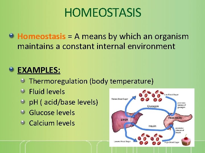 HOMEOSTASIS Homeostasis = A means by which an organism maintains a constant internal environment