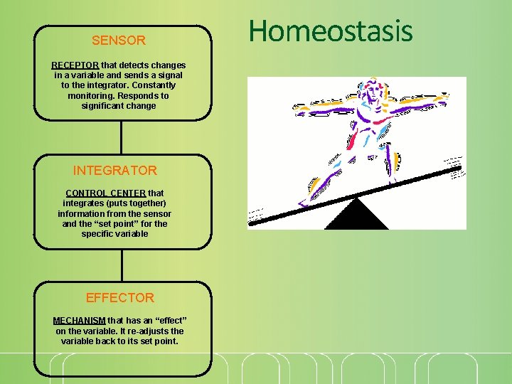 SENSOR RECEPTOR that detects changes in a variable and sends a signal to the