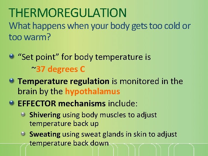 THERMOREGULATION What happens when your body gets too cold or too warm? “Set point”