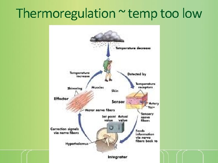 Thermoregulation ~ temp too low 