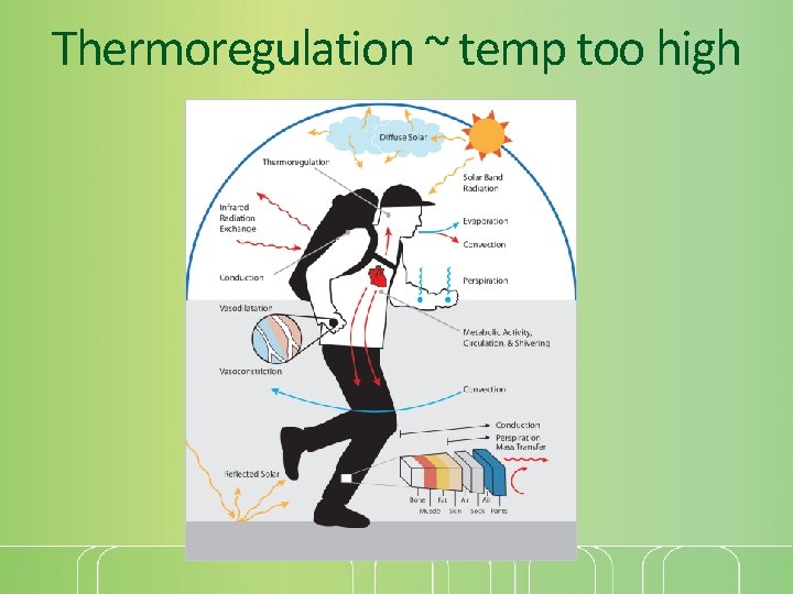 Thermoregulation ~ temp too high 