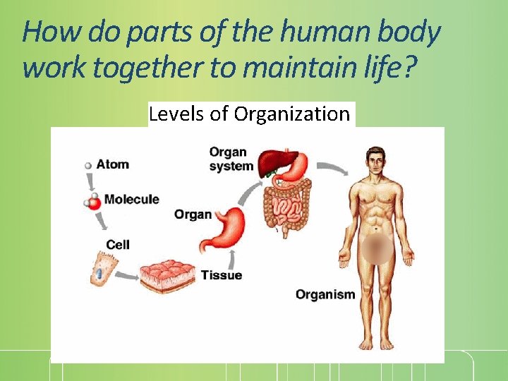 How do parts of the human body work together to maintain life? Levels of