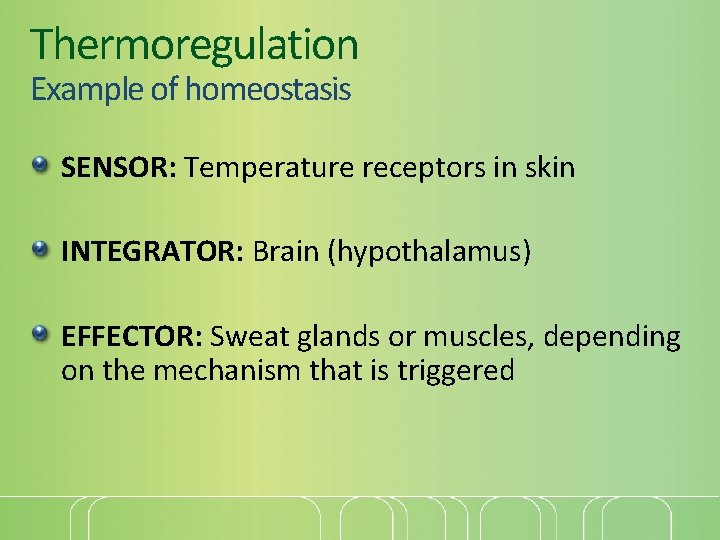 Thermoregulation Example of homeostasis SENSOR: Temperature receptors in skin INTEGRATOR: Brain (hypothalamus) EFFECTOR: Sweat