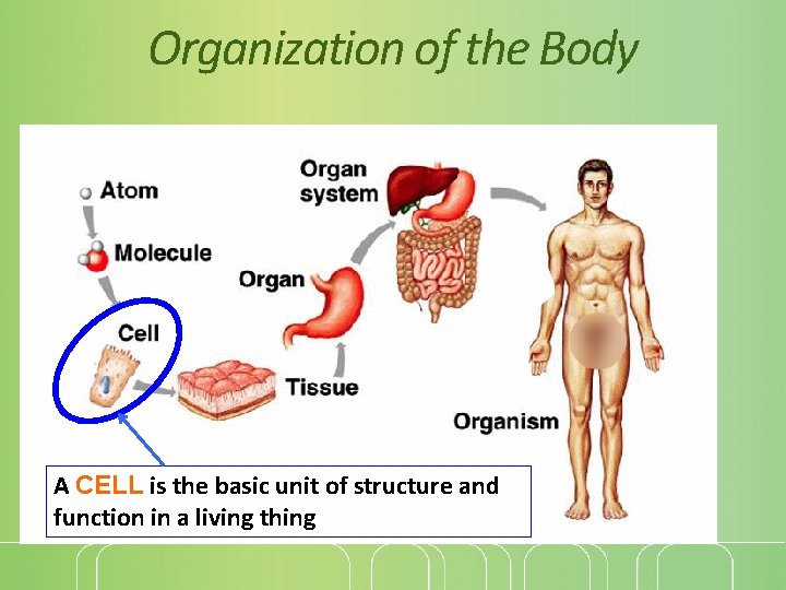 Organization of the Body A CELL is the basic unit of structure and function