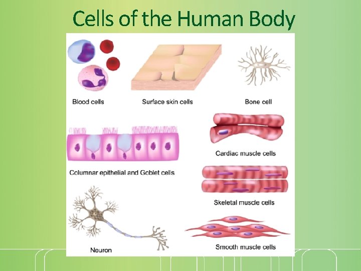 Cells of the Human Body 