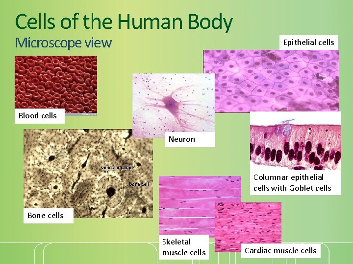 Cells of the Human Body Microscope view Epithelial cells Blood cells Neuron Columnar epithelial