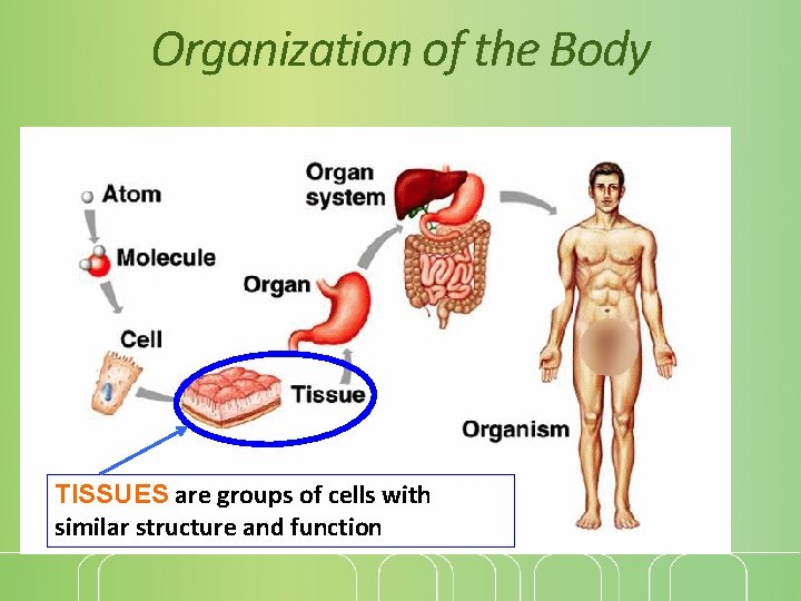 Organization of the Body TISSUES are groups of cells with similar structure and function