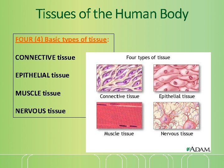 Tissues of the Human Body FOUR (4) Basic types of tissue: CONNECTIVE tissue EPITHELIAL