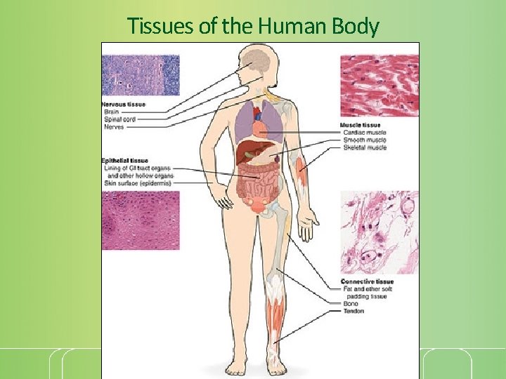 Tissues of the Human Body 