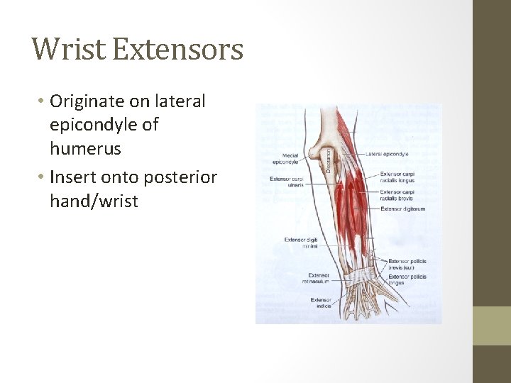 Wrist Extensors • Originate on lateral epicondyle of humerus • Insert onto posterior hand/wrist