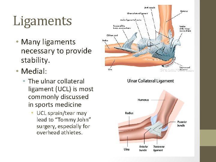 Ligaments • Many ligaments necessary to provide stability. • Medial: • The ulnar collateral