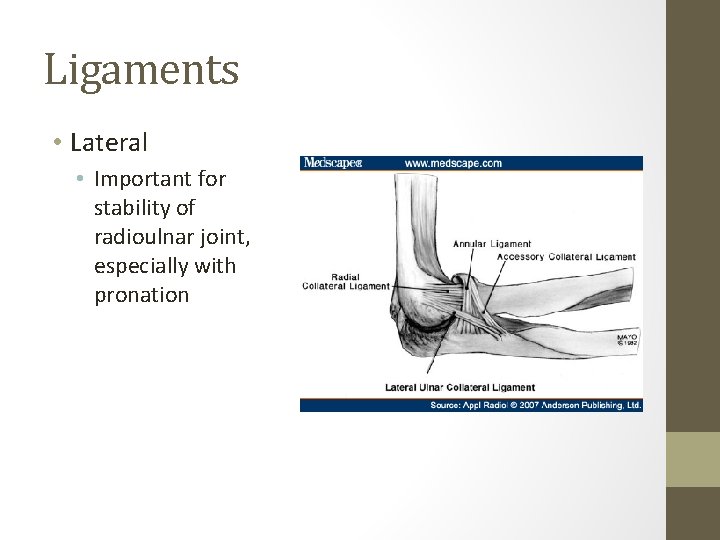 Ligaments • Lateral • Important for stability of radioulnar joint, especially with pronation 