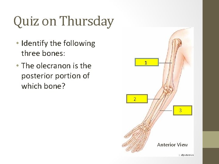 Quiz on Thursday • Identify the following three bones: • The olecranon is the