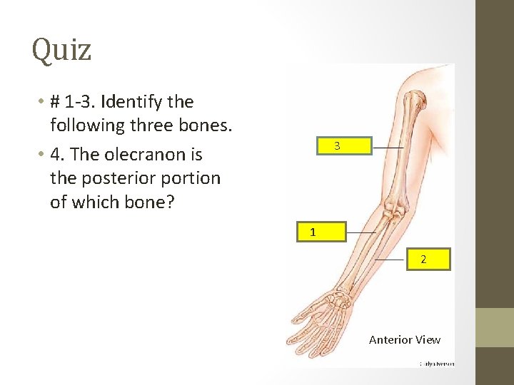 Quiz • # 1 -3. Identify the following three bones. • 4. The olecranon