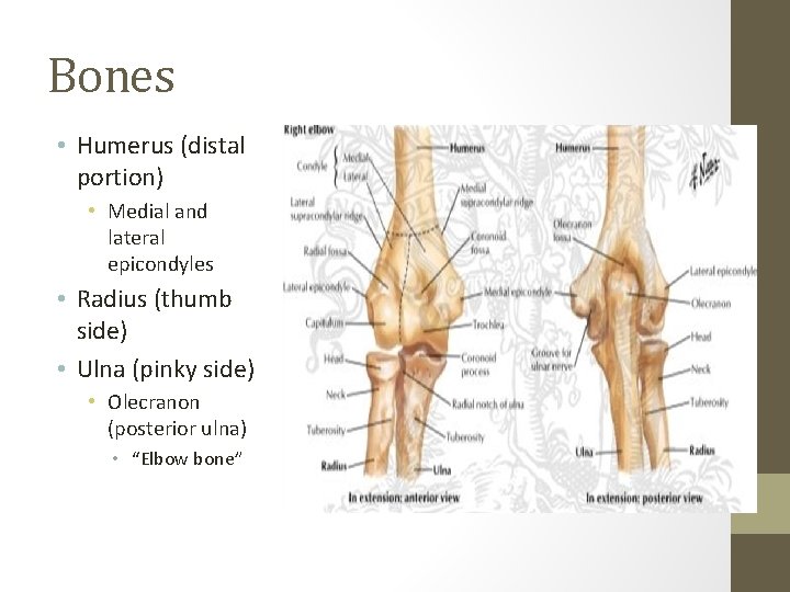 Bones • Humerus (distal portion) • Medial and lateral epicondyles • Radius (thumb side)