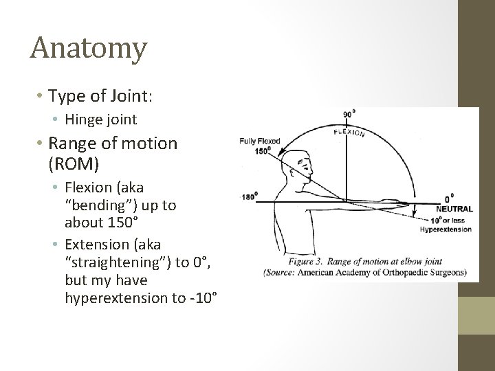 Anatomy • Type of Joint: • Hinge joint • Range of motion (ROM) •