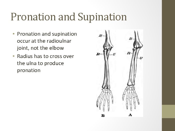 Pronation and Supination • Pronation and supination occur at the radioulnar joint, not the