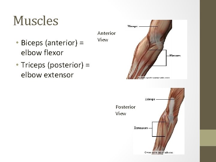 Muscles • Biceps (anterior) = elbow flexor • Triceps (posterior) = elbow extensor Anterior