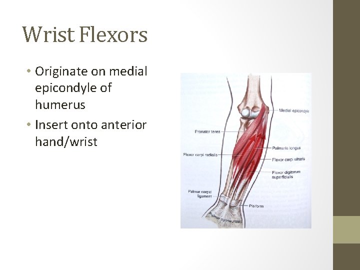 Wrist Flexors • Originate on medial epicondyle of humerus • Insert onto anterior hand/wrist