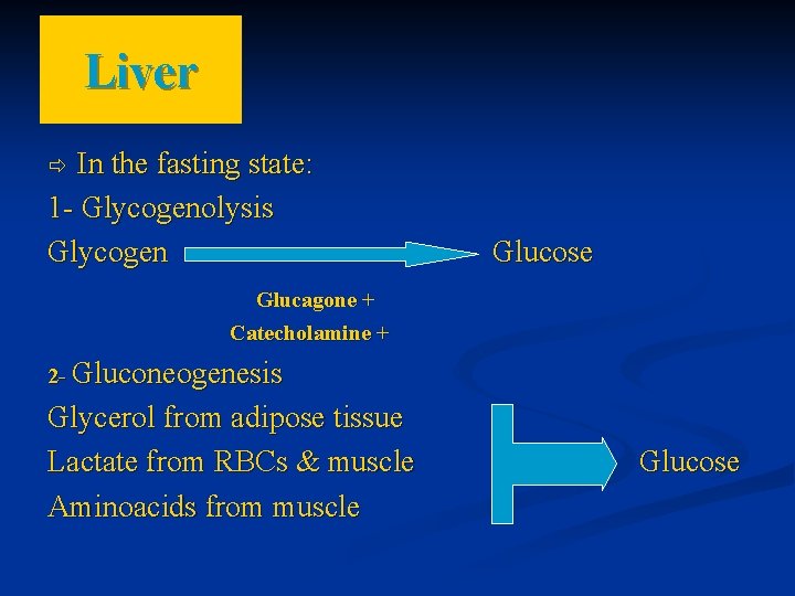 Liver In the fasting state: 1 - Glycogenolysis Glycogen Glucose Glucagone + Catecholamine +