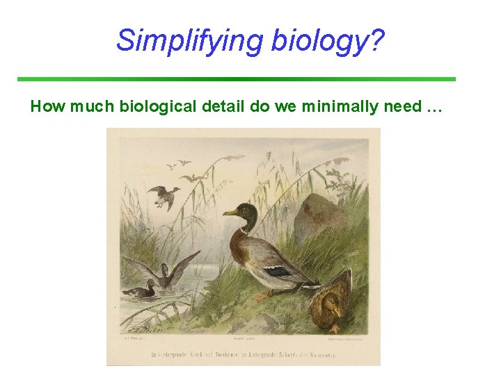 Simplifying biology? How much biological detail do we minimally need … 