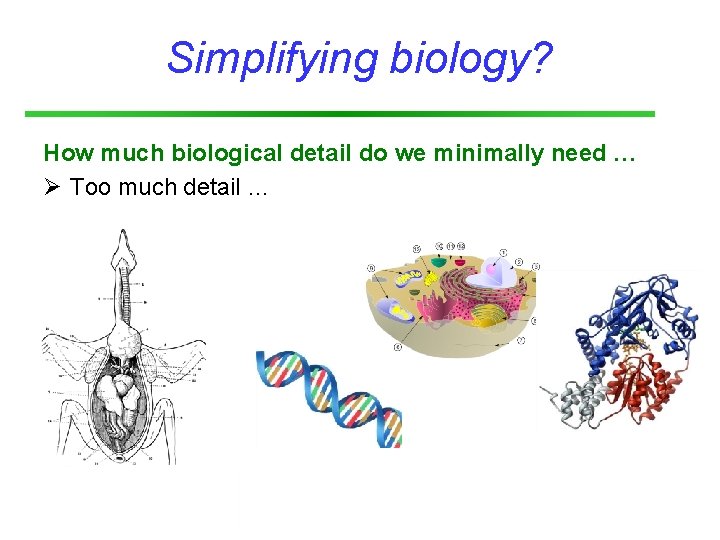 Simplifying biology? How much biological detail do we minimally need … Ø Too much