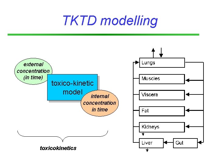 TKTD modelling external concentration (in time) toxico-kinetic model internal concentration in time toxicokinetics 