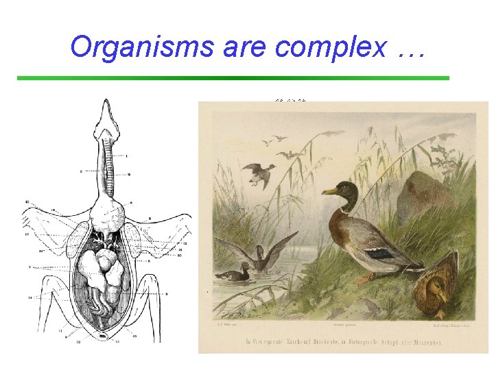 Organisms are complex … 