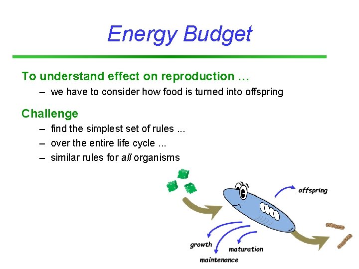 Energy Budget To understand effect on reproduction … – we have to consider how