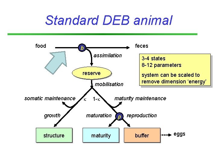 Standard DEB animal food feces b assimilation reserve mobilisation somatic maintenance growth structure 1