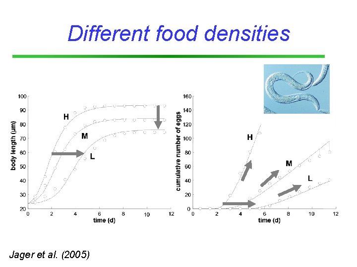 Different food densities Jager et al. (2005) 