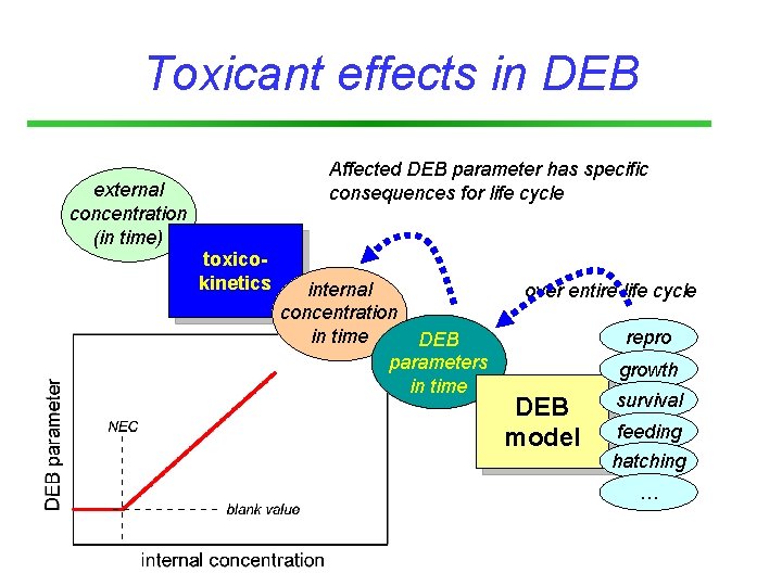 Toxicant effects in DEB Affected DEB parameter has specific consequences for life cycle external
