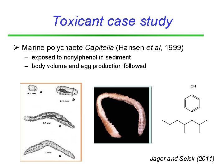 Toxicant case study Ø Marine polychaete Capitella (Hansen et al, 1999) – exposed to