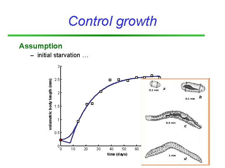 Control growth Assumption – initial starvation … volumetric body length (mm) 3 2. 5