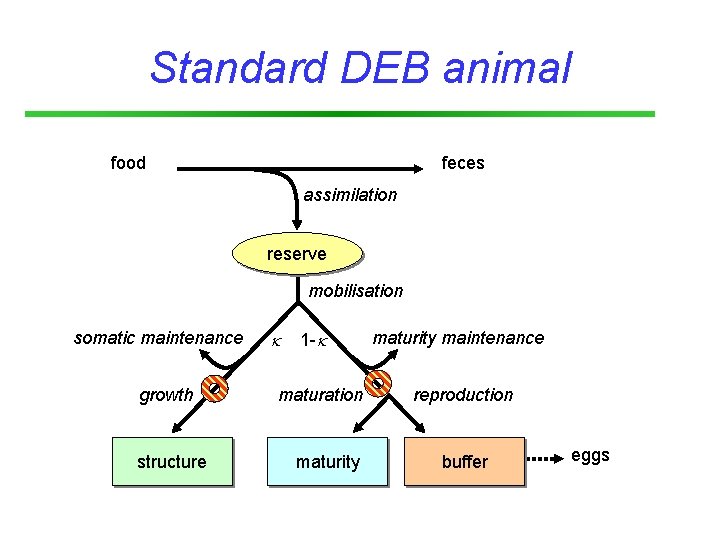 Standard DEB animal food feces assimilation reserve mobilisation somatic maintenance growth structure 1 -