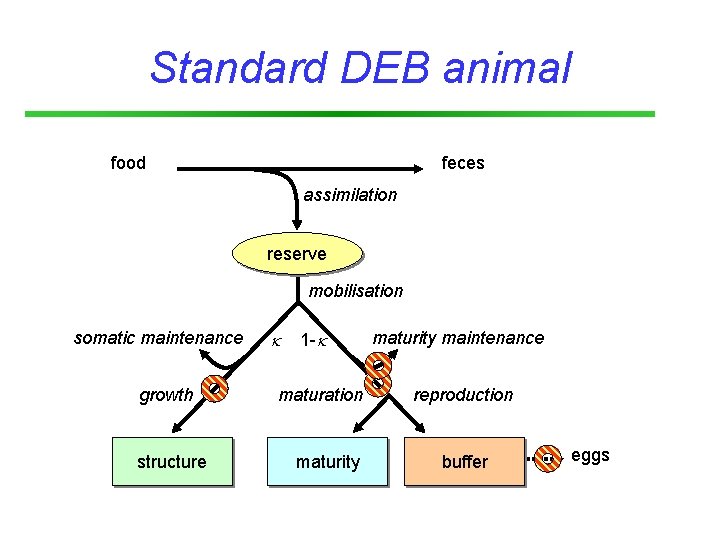 Standard DEB animal food feces assimilation reserve mobilisation somatic maintenance growth structure 1 -