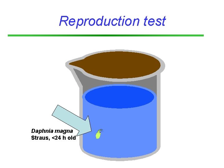 Reproduction test Daphnia magna Straus, <24 h old 