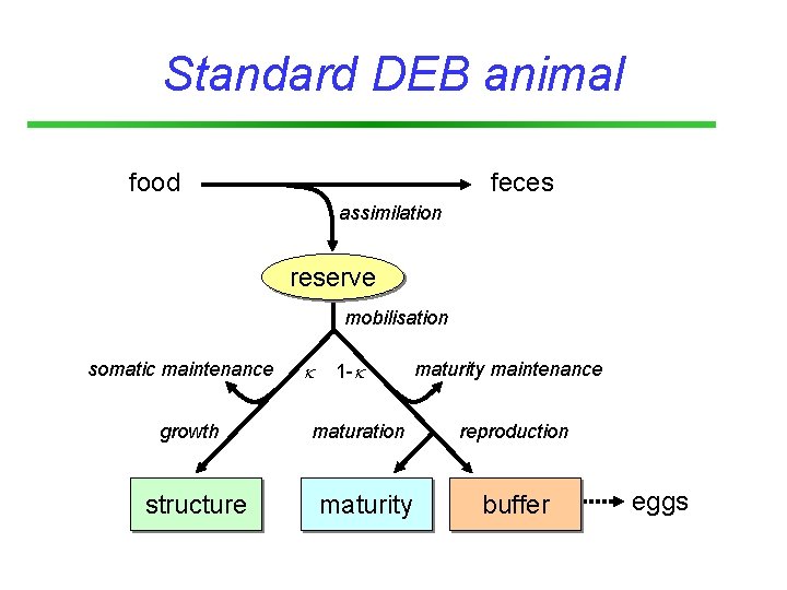 Standard DEB animal food feces assimilation reserve mobilisation somatic maintenance growth structure 1 -