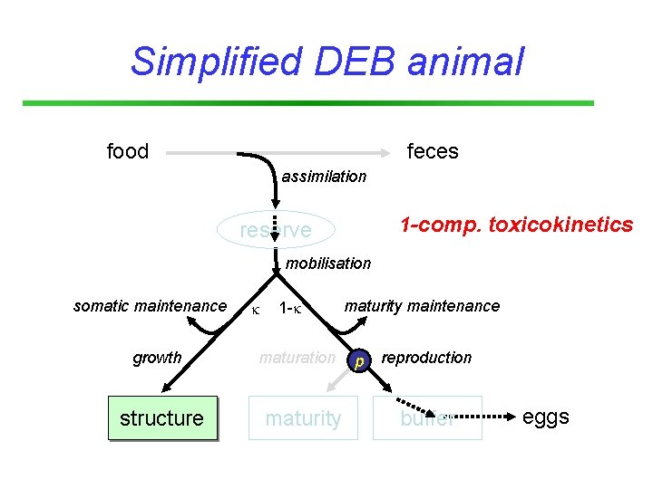 Simplified DEB animal food feces assimilation 1 -comp. toxicokinetics reserve mobilisation somatic maintenance growth